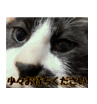 僕、にゃん太！（個別スタンプ：17）