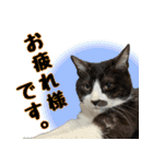 僕、にゃん太！（個別スタンプ：20）
