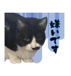 僕、にゃん太！（個別スタンプ：24）