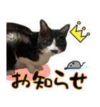 僕、にゃん太！（個別スタンプ：25）