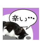 僕、にゃん太！（個別スタンプ：29）