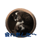 僕、にゃん太！（個別スタンプ：31）