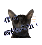 僕、にゃん太！（個別スタンプ：33）