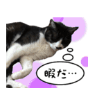 僕、にゃん太！（個別スタンプ：38）