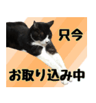 僕、にゃん太！（個別スタンプ：40）