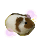 ほうじとふさお（個別スタンプ：1）