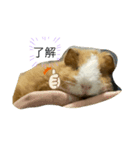 ほうじとふさお（個別スタンプ：4）