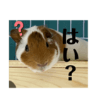 ほうじとふさお（個別スタンプ：5）