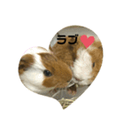 ほうじとふさお（個別スタンプ：6）