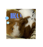 ほうじとふさお（個別スタンプ：7）