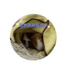 ほうじとふさお（個別スタンプ：8）