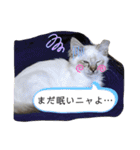 こゆたんスタンプ2（個別スタンプ：5）
