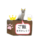 こゆたんスタンプ2（個別スタンプ：6）