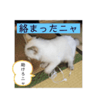 こゆたんスタンプ2（個別スタンプ：12）