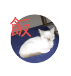 こゆたんスタンプ2（個別スタンプ：13）