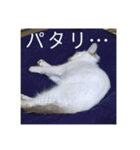 こゆたんスタンプ2（個別スタンプ：14）