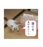 こゆたんスタンプ2（個別スタンプ：15）