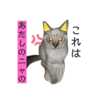 こゆたんスタンプ2（個別スタンプ：20）