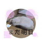 こゆたんスタンプ2（個別スタンプ：23）
