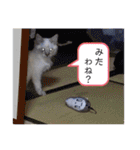 こゆたんスタンプ2（個別スタンプ：24）