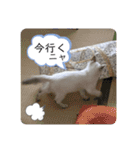 こゆたんスタンプ2（個別スタンプ：26）