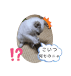 こゆたんスタンプ2（個別スタンプ：27）