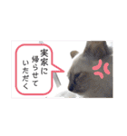 こゆたんスタンプ2（個別スタンプ：28）