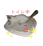 こゆたんスタンプ2（個別スタンプ：29）