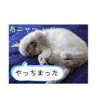 こゆたんスタンプ2（個別スタンプ：31）