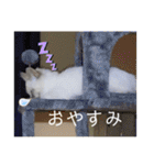 こゆたんスタンプ2（個別スタンプ：34）
