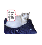 こゆたんスタンプ2（個別スタンプ：35）
