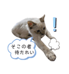 こゆたんスタンプ2（個別スタンプ：38）