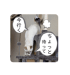こゆたんスタンプ2（個別スタンプ：39）