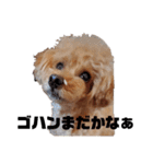 チャミエルの居る暮らし（個別スタンプ：11）