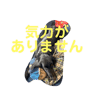 フラットコーテッドレトリーバー銀たん2（個別スタンプ：7）