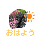 フラットコーテッドレトリーバー銀たん2（個別スタンプ：16）