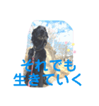 フラットコーテッドレトリーバー銀たん2（個別スタンプ：24）
