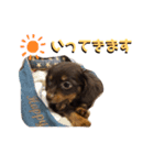Chihuachs happy6（個別スタンプ：3）