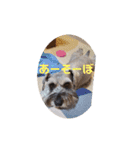 シュナのうみ（個別スタンプ：9）