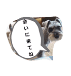 シュナのうみ（個別スタンプ：14）