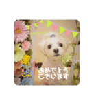 すあまとちょっとゆきちゃん（個別スタンプ：12）