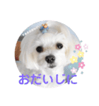 すあまとちょっとゆきちゃん（個別スタンプ：13）