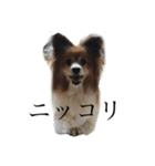 ジャンキーチャッピー（個別スタンプ：1）