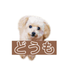 トイプードルのちびちゃん（個別スタンプ：1）