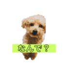 トイプードルのちびちゃん（個別スタンプ：2）