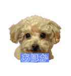 トイプードルのちびちゃん（個別スタンプ：3）