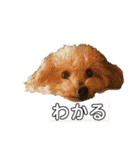 トイプードルのちびちゃん（個別スタンプ：5）