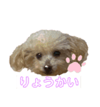 トイプードルのちびちゃん（個別スタンプ：10）