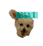 トイプードルのちびちゃん（個別スタンプ：11）