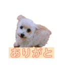 トイプードルのちびちゃん（個別スタンプ：13）